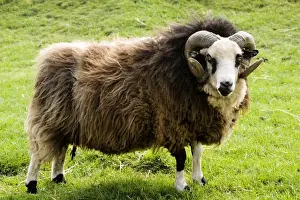 Shetland Prints: Shetland sheep - ram. Rare Breed Trust Cotswold Farm Park Temple Guiting near Stow on the Wold UK