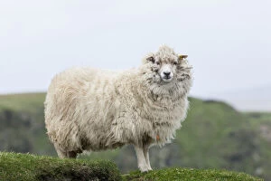 Shetland Sheep, a traditional, hardy breed