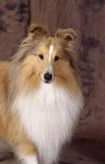 Shetland Sheepdog Dog