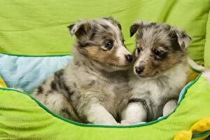 Shetland Sheepdog - two puppies in bed