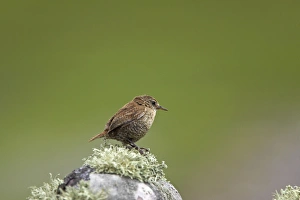 Shetland Island Collection: Shetland Wren Mousa Island, Shetland, UK BI011601