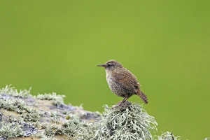 Shetland Island Collection: Shetland Wren Mousa Island, Shetland, UK BI011603
