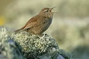 Shetland wren - sitting on lichen-covered stone wall singing