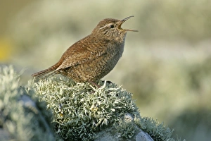 Images Dated 1st June 2007: Shetland wren - sitting on lichen-covered stone wall singing
