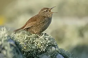 Wrens Prints: Shetland wren sitting on lichen-covered stone wall singing Sumburgh Head RSPB Reserve