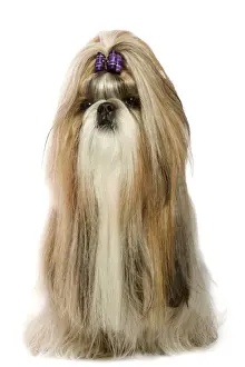 Bows Prints: Shi-Tzu