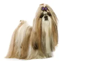 Bows Prints: Shi-Tzu