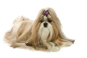 Shi-Tzu
