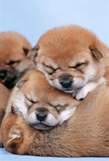 Temperature Control Collection: Shiba inu Dog 3 week old puppies