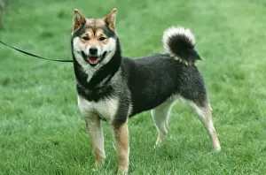 Shiba Inu Dog
