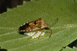 Bugs Prints: Shield Bug - guarding eggs