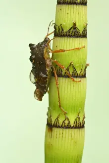 Shield Bug - On Horsetail after Rain Essex, UK IN000422