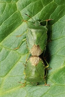 Images Dated 20th July 2004: Shield Bug Pair mating, UK