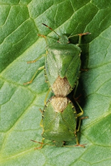 Images Dated 20th July 2004: Shield Bug Pair mating, UK