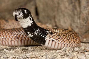 Images Dated 2nd June 2010: Shield Nose Cobra, Aspidelaps scutulatus