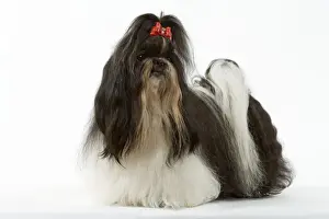Bows Prints: Shih-tzu