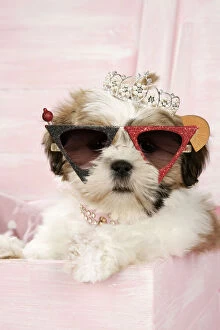 Tiaras Gallery: Shih Tzu Dog, 10 wk old puppy with a tiara in