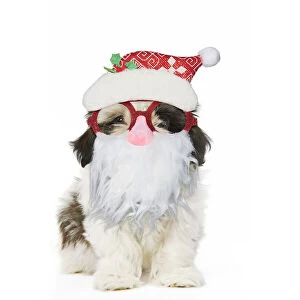 Beard Gallery: Shih Tzu Dog, puppy wearing Father Christmas glasses
