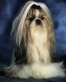 Shih Tzu Dog - With ribbon in hair