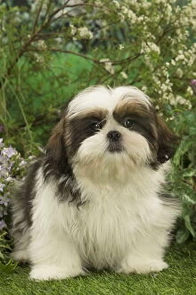 Shih Tzu puppy outdoors in the garden