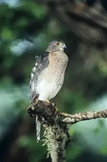 Hawks Prints: Shikra Goshawk Asia, Africa, Sri Lanka