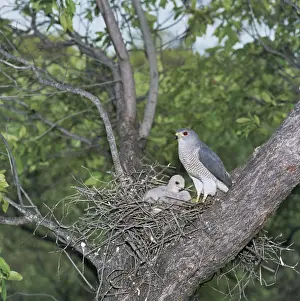 Shikra - at nest with chicks