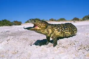 Skinks Prints: Shingle-back Skink - Australia