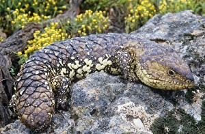 Images Dated 28th February 2006: Shingleback Lizard Australia