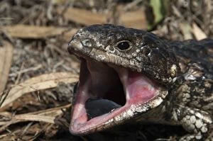 Images Dated 21st September 2008: Shingleback - threat display - found in dry open habitats of