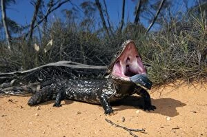 Images Dated 24th September 2008: Shingleback - threat display - found in dry open habitats of