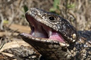 Images Dated 21st September 2008: Shingleback - threat display - found in dry open habitats of