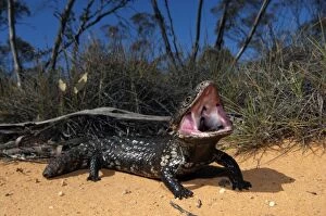 Images Dated 24th September 2008: Shingleback - threat display - found in dry open habitats of