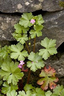 Images Dated 9th May 2006: Shining cranesbill (Geranium lucidum) in flower