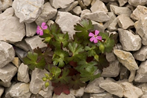 Images Dated 17th April 2006: Shining cranesbill, Geranium lucidum. On limestone