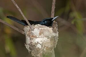 Flycatcher Gallery: Shining Flycatcher - male incubating on nest