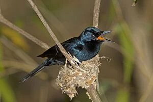 Flycatcher Gallery: Shining Flycatcher - male nest building