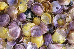 Shell Prints: Shiny Atlantic Shells - Coto Donana National Park, Andalucia, South Spain