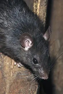 Ship / Black Rat