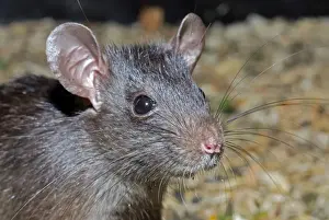 Ship / Black Rat