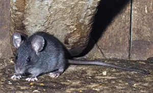 Juveniles Prints: Ship / Black Rat - juvenile