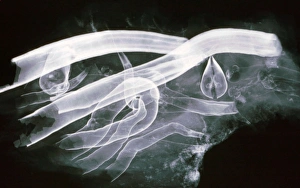 Images Dated 5th February 2007: Shipworm- xray showing calcium lined burrows in wood and the twin shells that are used as jaws for