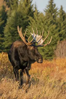 Shiras bull moose