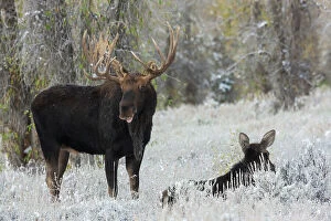 Alces Gallery: Shiras bull moose courting cow moose