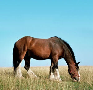 Farm Animals Collection: Shire Horse - In field grazing