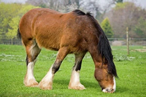 Agricultural Collection: Shire horse - grazing. Rare Breed Trust Cotswold Farm Park Temple Guiting near Stow on the Wold UK