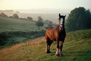 Horse Collection: Shire Horse - retired