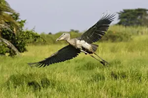 Shoebill