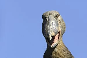Images Dated 23rd April 2006: Shoebill