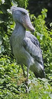 Images Dated 26th February 2009: Shoebill - inhabits papyrus swamps, East and Southern Africa