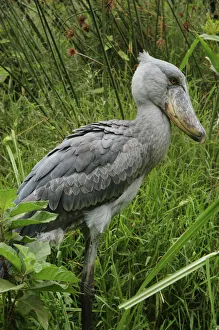 Bizarre Collection: Shoebill - Papyrus Swamplands E & C Africa